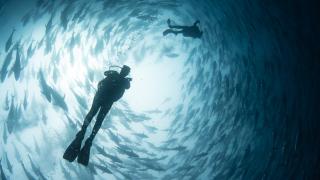 Uluslararası sularda avlanan orkinosun Akdeniz'den Çeşme'ye zorlu yolculuğu