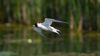 Kanada'nın Tommy Thompson Parkı’nda Bayağı Sumru görüntülendi