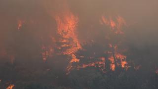 İzmir'de orman yangını