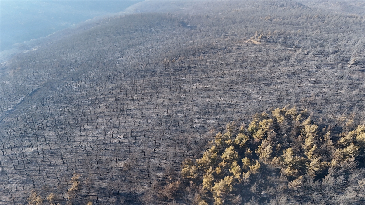 Yangına bir kuşun neden olduğu iddiası araştırılıyor