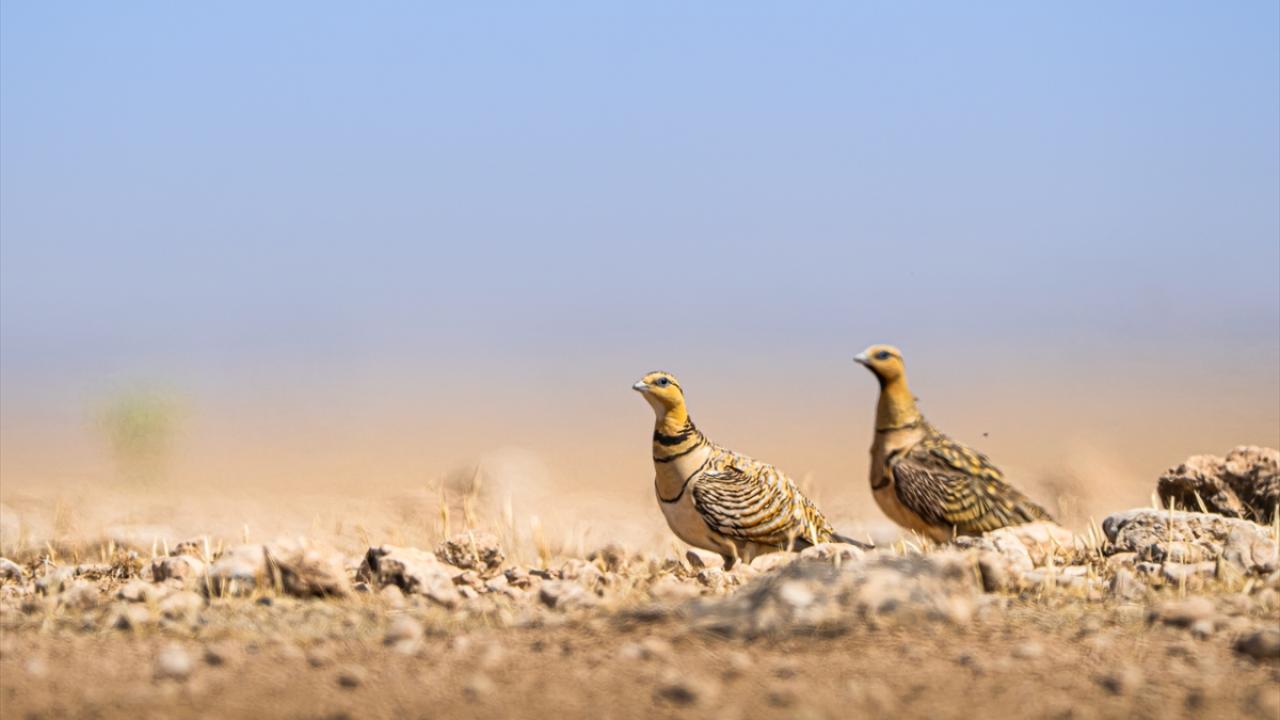 Kılkuyruk bağırtlak
