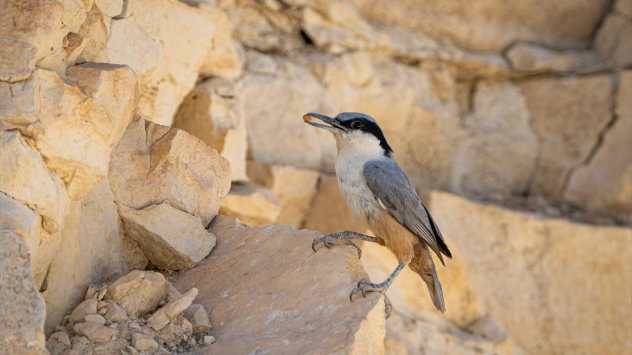 Büyükkaya sıvacısı