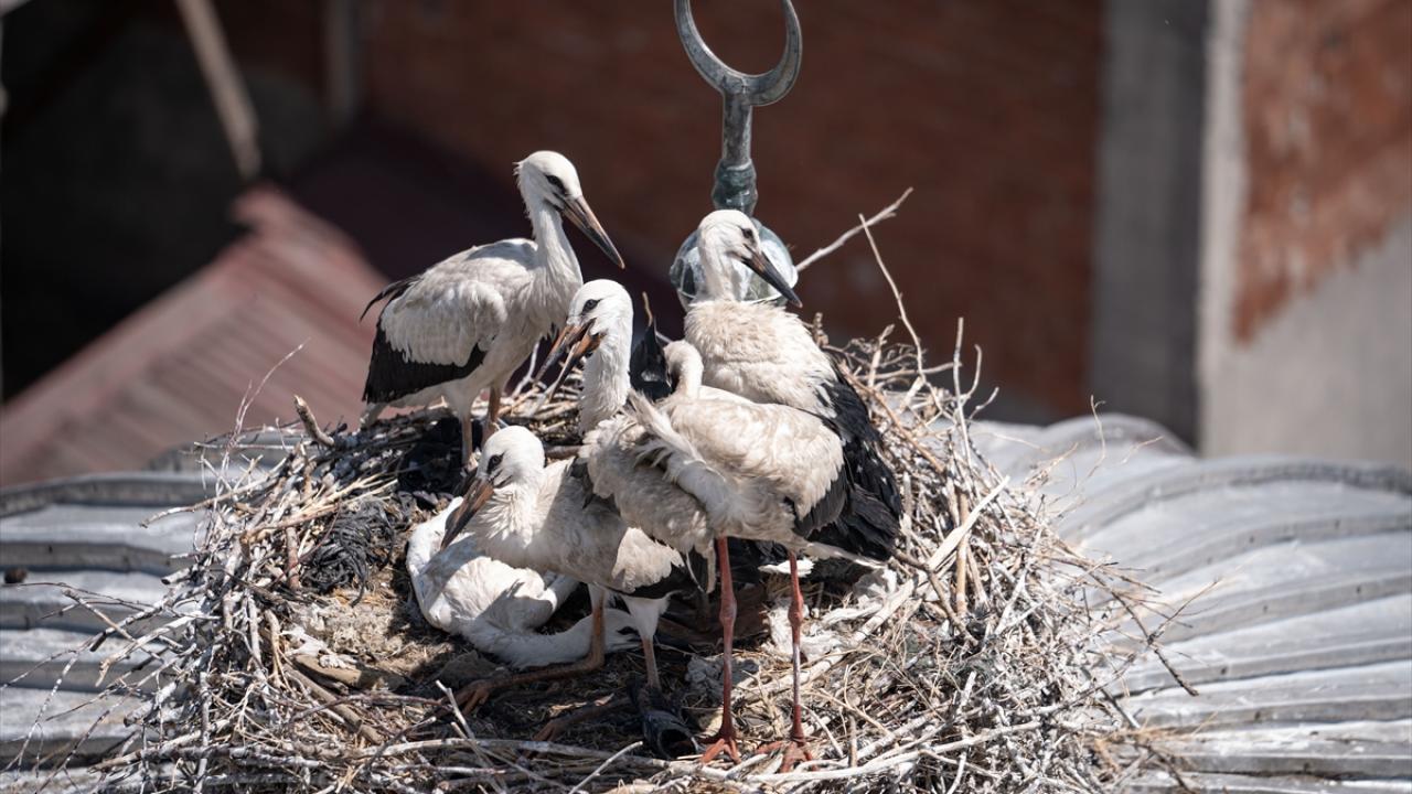 "Leylekler mahallemizin neşesi"