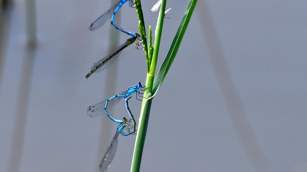 "360 derece görebiliyorlar"