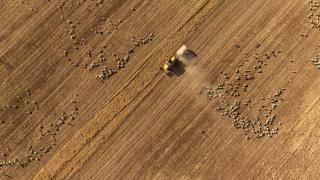 Diyarbakır'da buğday hasadı devam ediyor