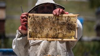 Erzurum'un zengin floraya sahip yaylaları gezgin arıcıları ağırlıyor