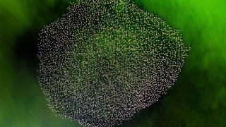 Afyonkarahisar’daki yapay gölet, flamingolara ev sahipliği yapıyor