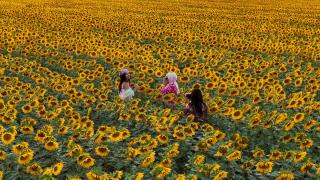 Karaman'da sarıya bürünen ayçiçeği tarlaları, fotoğraf tutkunlarını ağırlıyor