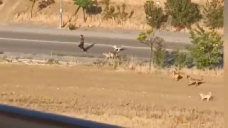 Genç adam başıboş köpeklerin saldırısından kıl payı kurtuldu