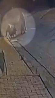 Köpeğiyle yürürken sokak köpeklerinin saldırısına uğradılar