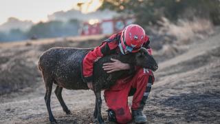 Alevler arasında mahsur kalan koyuna kurtarma gönüllülerinden şefkat eli