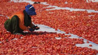 İzmir'de kavurucu sıcakta kuru domates mesaisi başladı