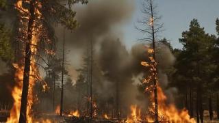 Tarım ve Orman Bakanı Yumaklı'dan "orman yangını" uyarısı