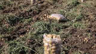 Tokat'ın Niksar ilçesinde 30 bin ton patates rekoltesi bekleniyor