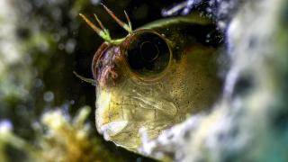 Deniz ekosisteminin önemli üyeleri: Şeritli horozbinalar