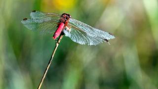 Sarıkamış'ın doğası "tarım dostu" yusufçuklarla renklendi