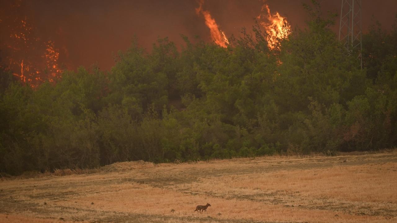 Alevlerden kaçan tilki görüntülendi