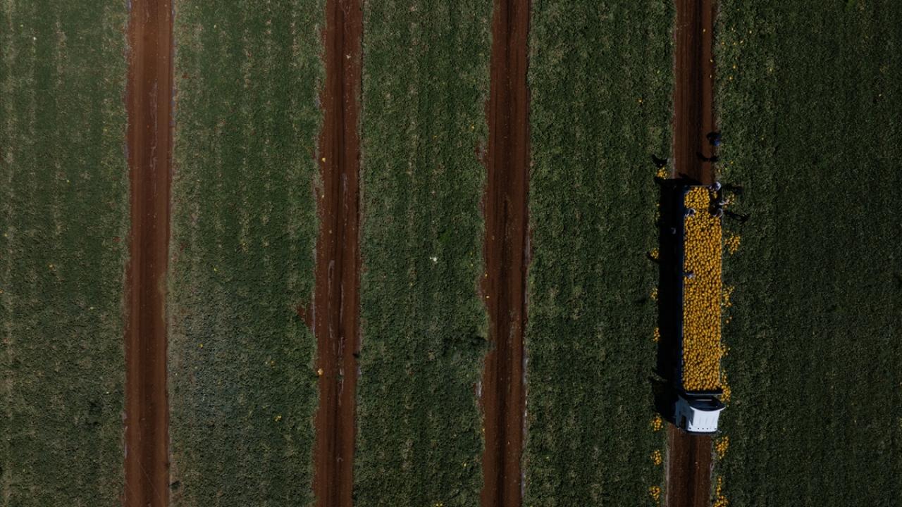 Besni’de kavun hasadı