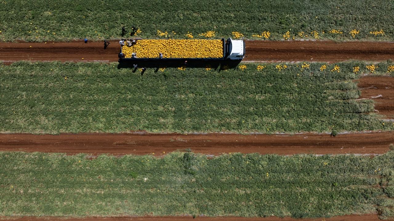 Besni’de kavun hasadı