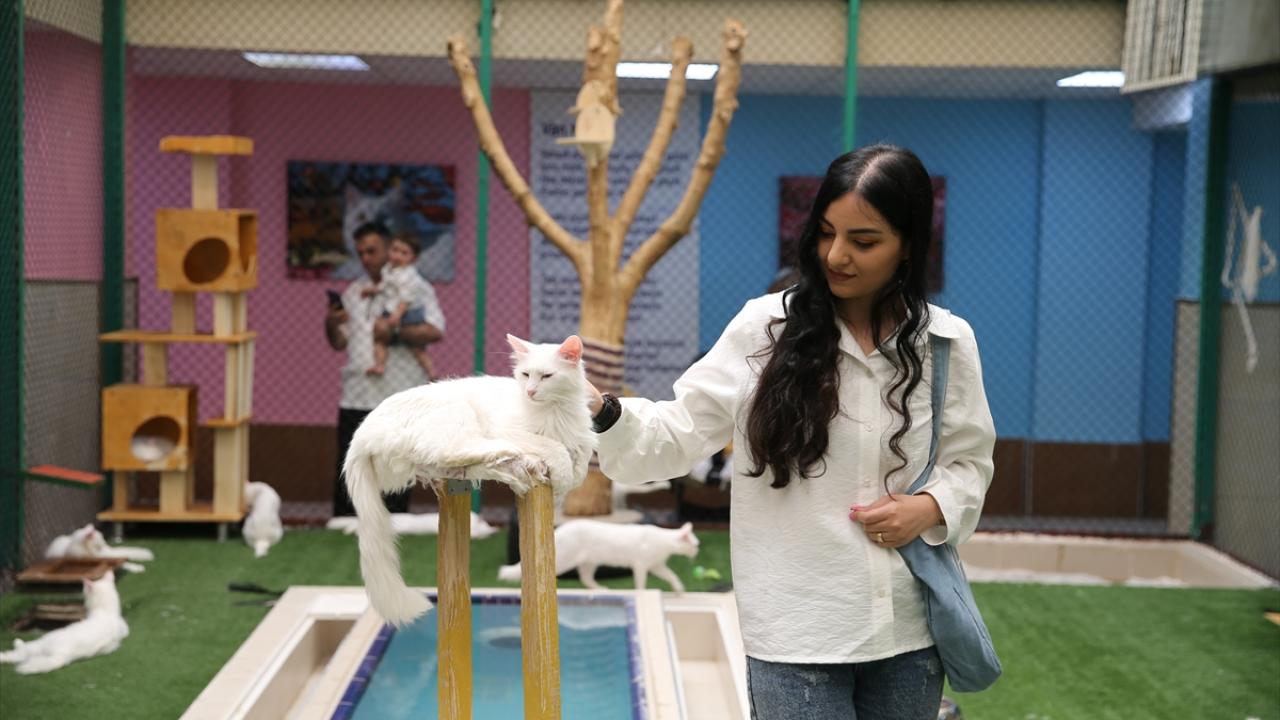 "Her gün büyüyen bir Van kedisi ailesi var"