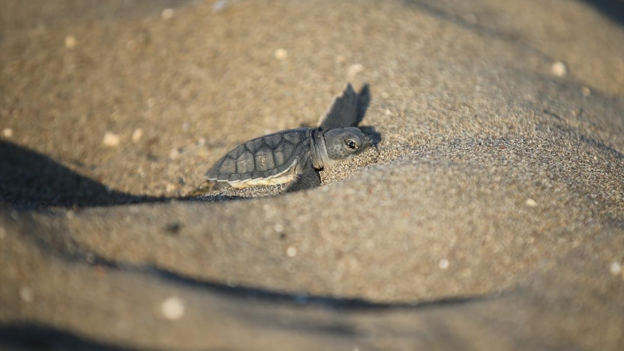 Davultepe`de 250`ye yakın yuva var