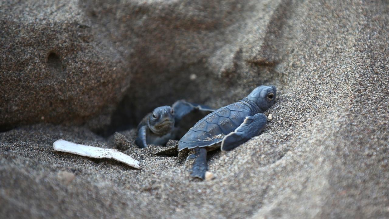 "Kumsalı kendi başlarına geçmeleri gerekiyor"