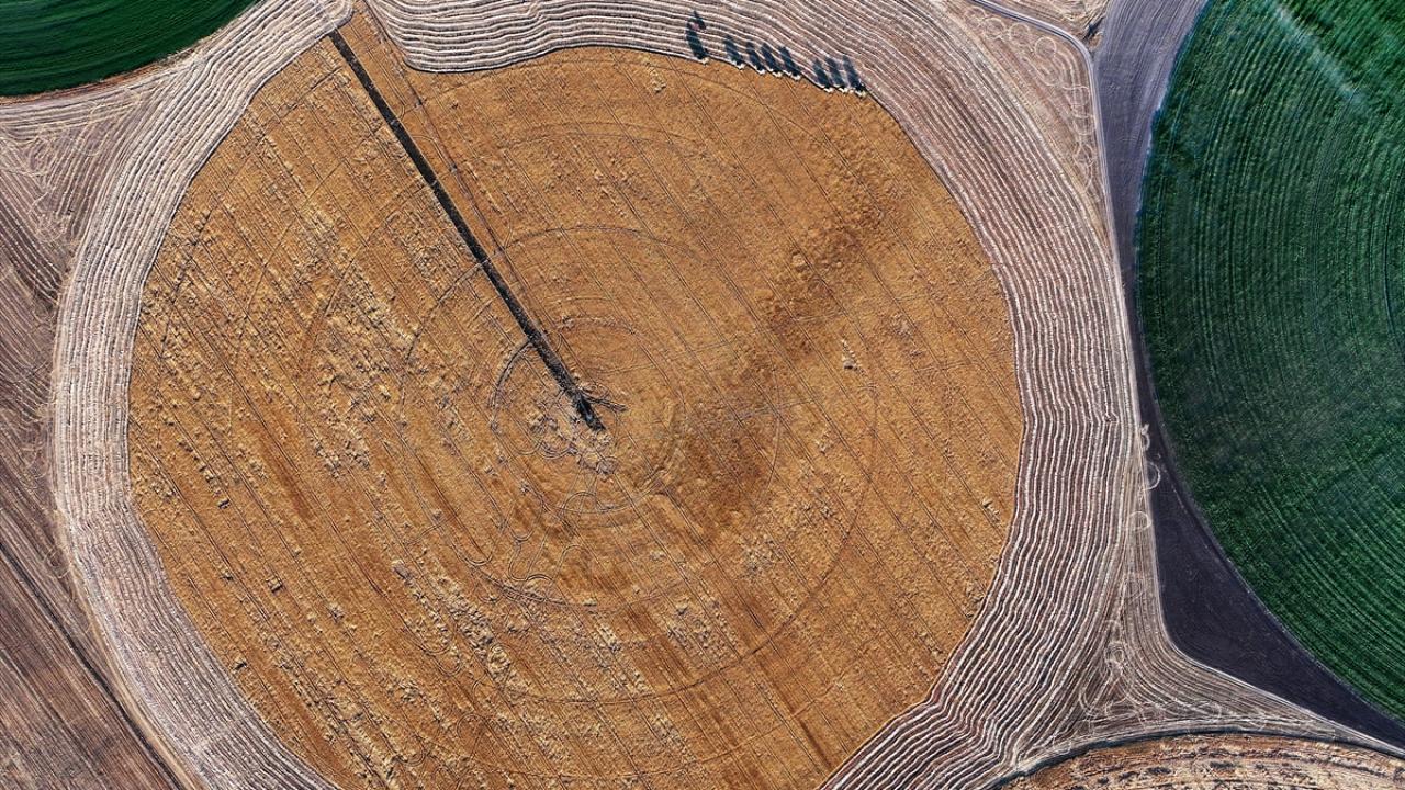 "Hasat, toplamda 18 biçer ve 8 kamyon ile gerçekleşti"