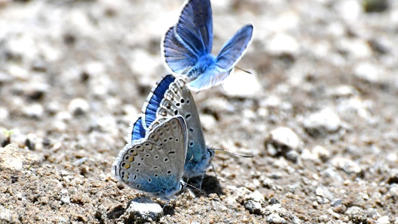 "Üreyip yine kış uykusuna yatacaklar"