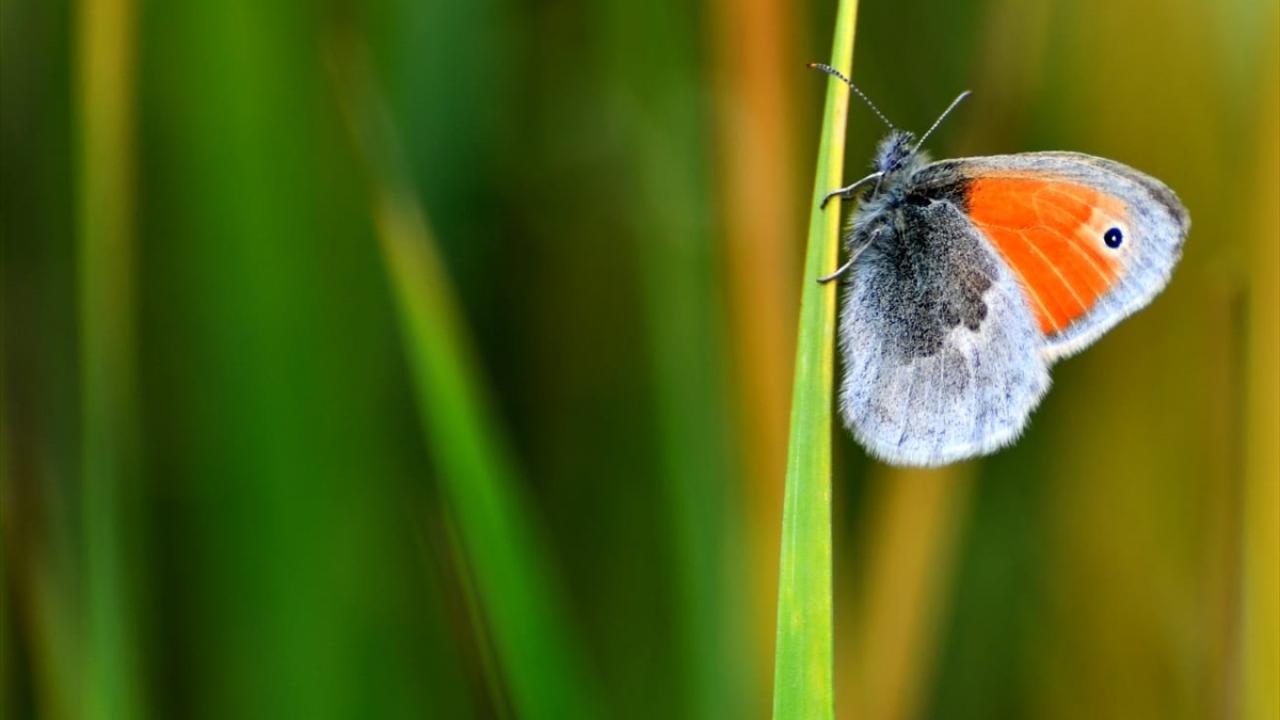 "Mineralli suların etrafında görüyoruz"