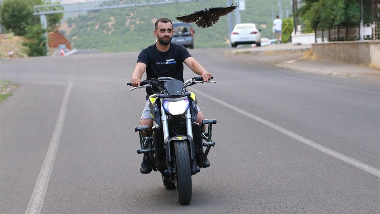 "Arkadaşımın sevgisi kargayı bu hale getirdi"