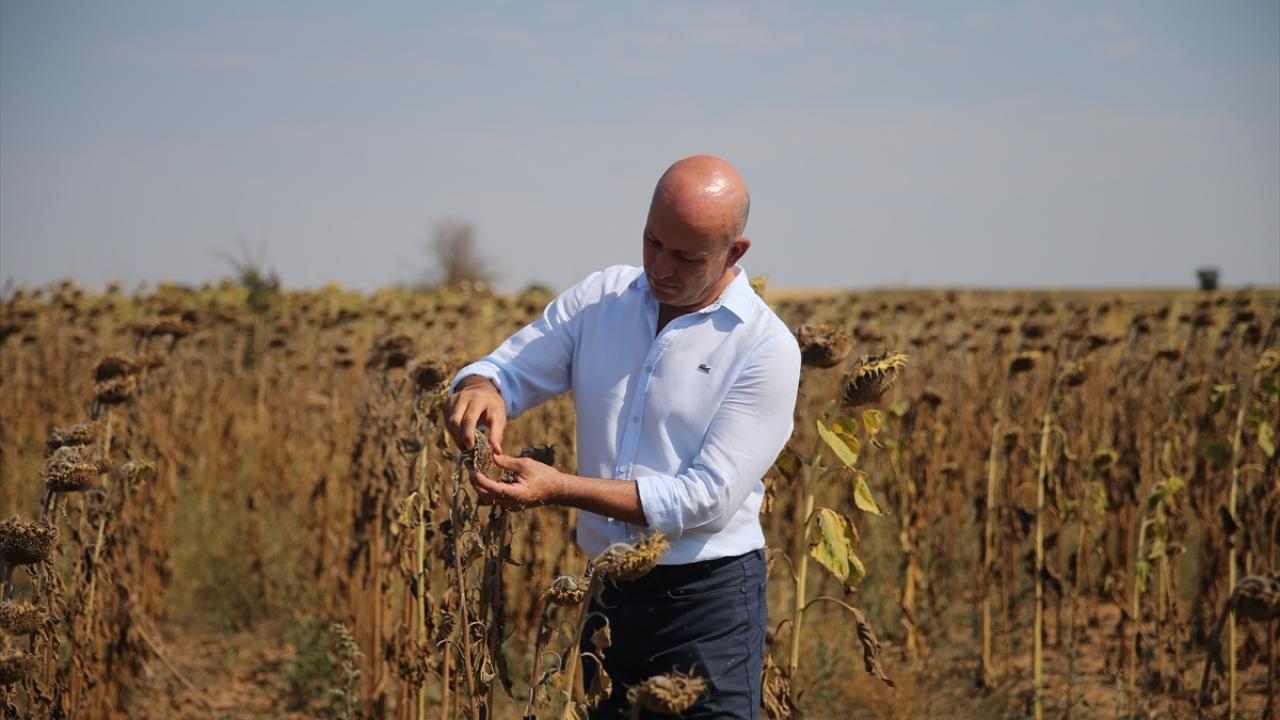 "Ayçiçeğinde kötü bir yıl geçiriyoruz"