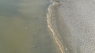 Tekirdağ'da kuraklık çok sayıda balık ölümüne sebep oldu