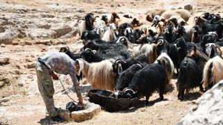 Besiciler kavurucu sıcaklarda hayvanların su ihtiyacını sarnıçlardan karşılıyor