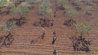 Jandarma Antep fıstığı hırsızlığına karşı karadan ve havadan denetim yapıyor