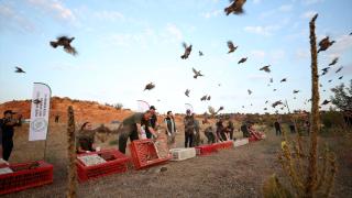 Kırklareli'nde 600 çil keklik doğaya bırakıldı