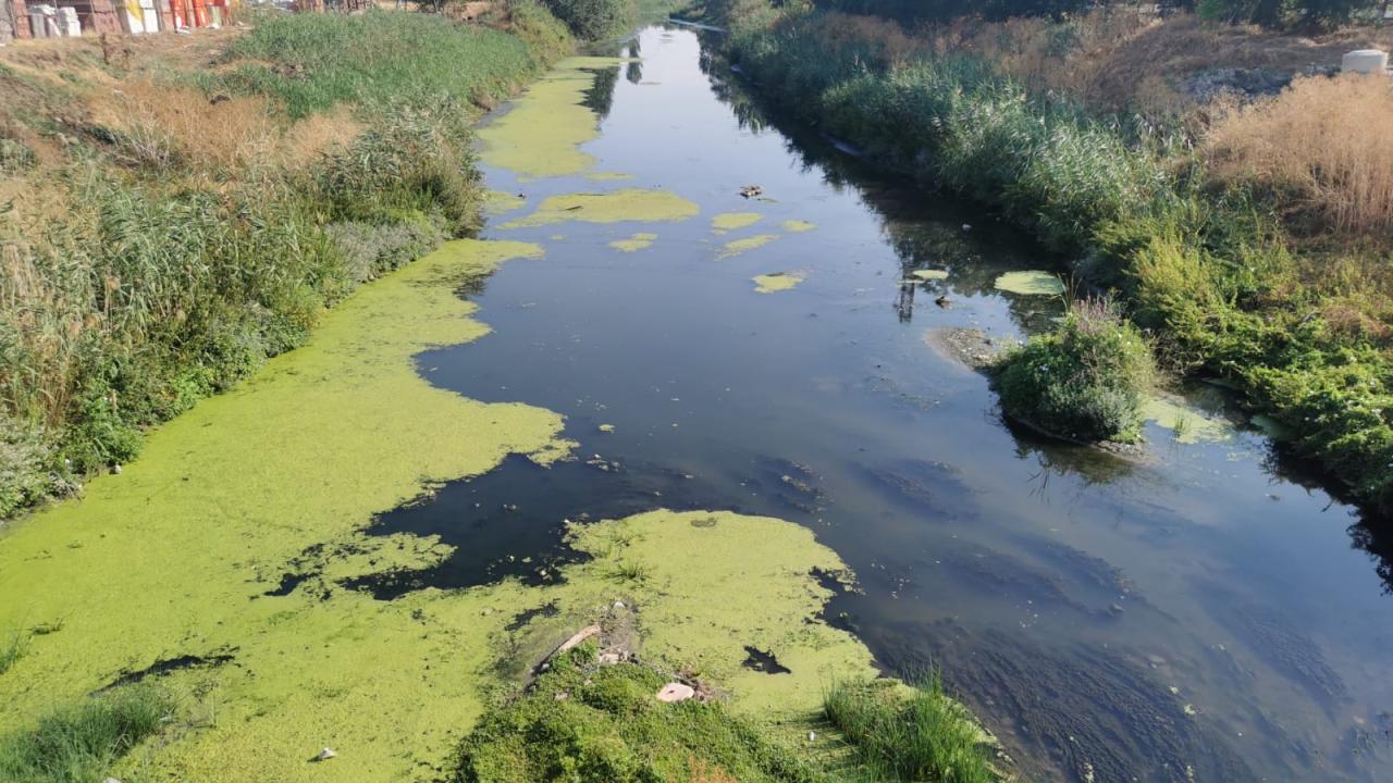 Lüleburgaz Deresi'nin yüzeyi yosunla kaplandı