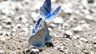 Soğuk iklime sahip Sarıkamış'ta "kelebek mevsimi"