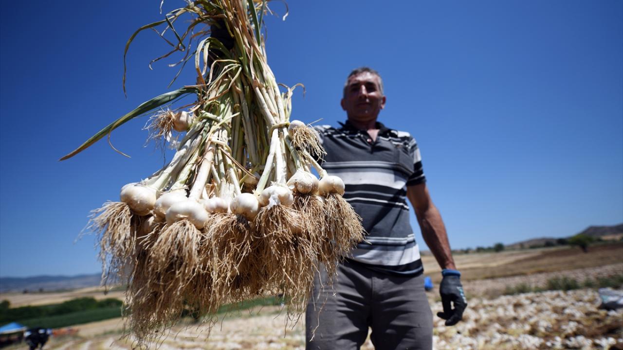 Taşköprü sarımsağı üreten çiftçi 30 yıldır ata tohumundan vazgeçmiyor