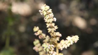 Koruma altındaki Siirt adaçayı için köylüler nöbette