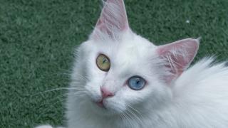 Koruma altındaki Van kedilerini 5 yılda yaklaşık 750 aile sahiplendi