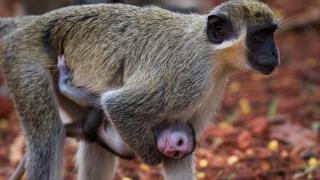 Senegal'deki vervet maymunları