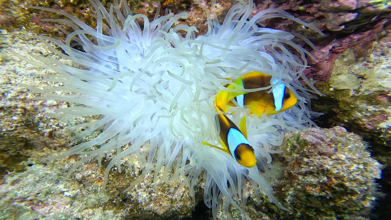 Gündüz de kayıt altına alınabilir