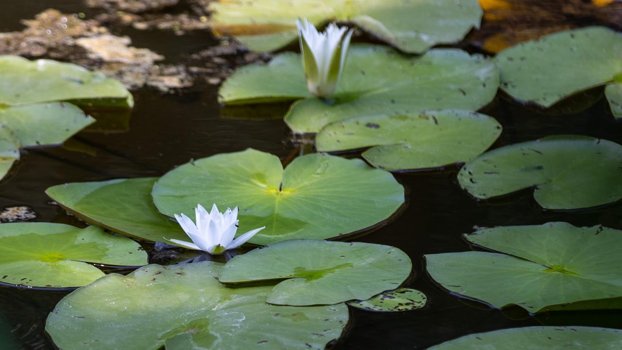 "Longoz tarif edilemez, yaşanır"