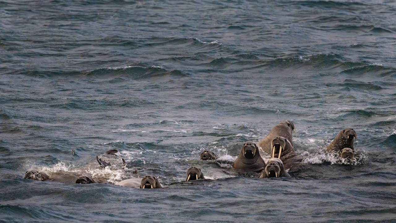Bilimsel çalışmalar, 70 örnekleme istasyonunda gerçekleştirildi