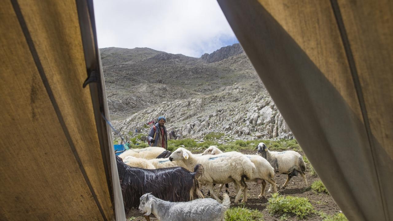 Sürüleri Kangal köpekleriyle koruyorlar