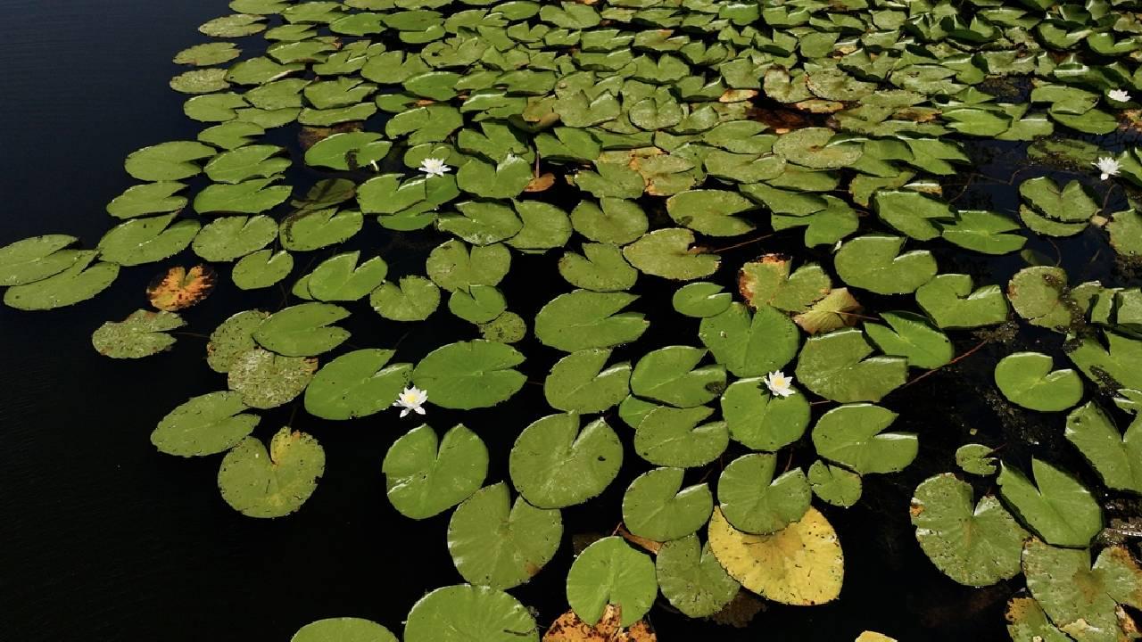 Acarlar Longozu ziyaretçilerini doğal güzellikleri keşfe çıkarıyor