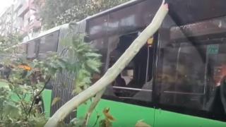 Denizli'de otobüsün üzerine ağaç devrildi