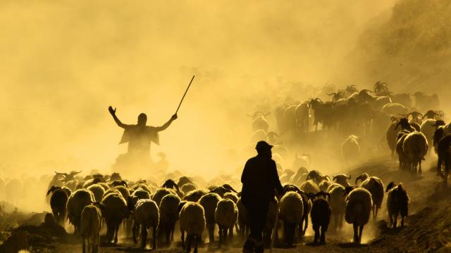 Bitlis'te koyunların tozlu yolculuğu havadan görüntülendi