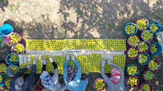 AB tescilli Aydın incirinde hasat dönemi