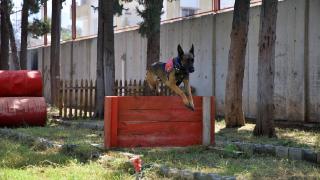 Jandarmanın hassas burunlu köpeklerinin kondisyonu antrenmanlarla korunuyor